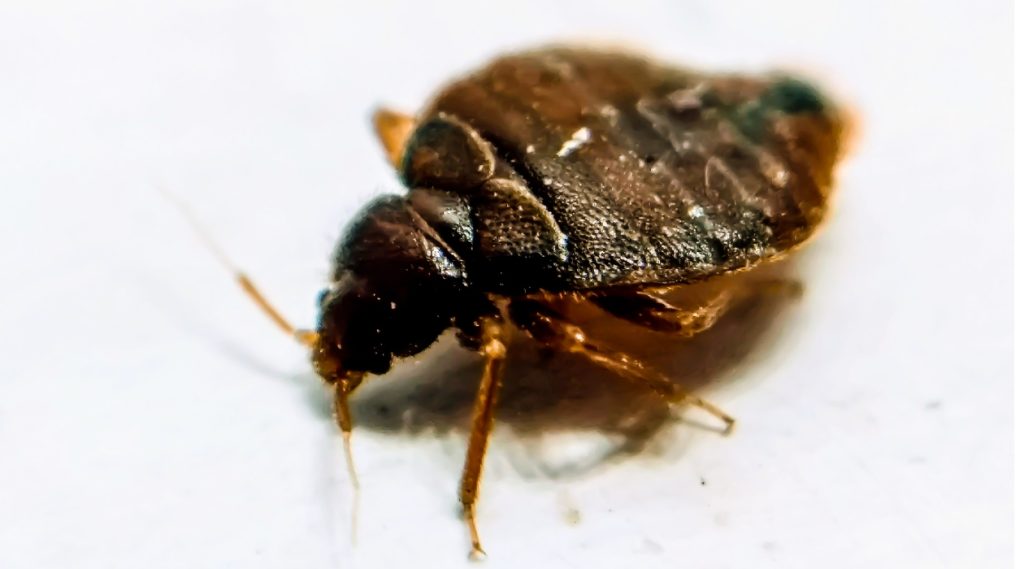 Bed bug
