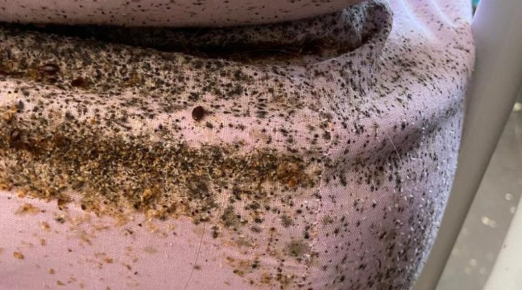 Mattress covered in bed bugs